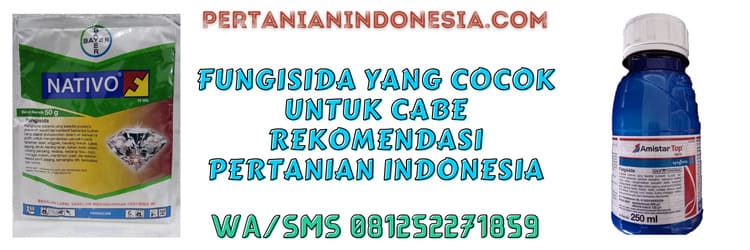 fungisida,cabai,terbaik,pertanian indonesia,pestisida